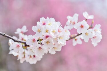 合格発表に自分の番号がなかったあなたへ（高校受験）